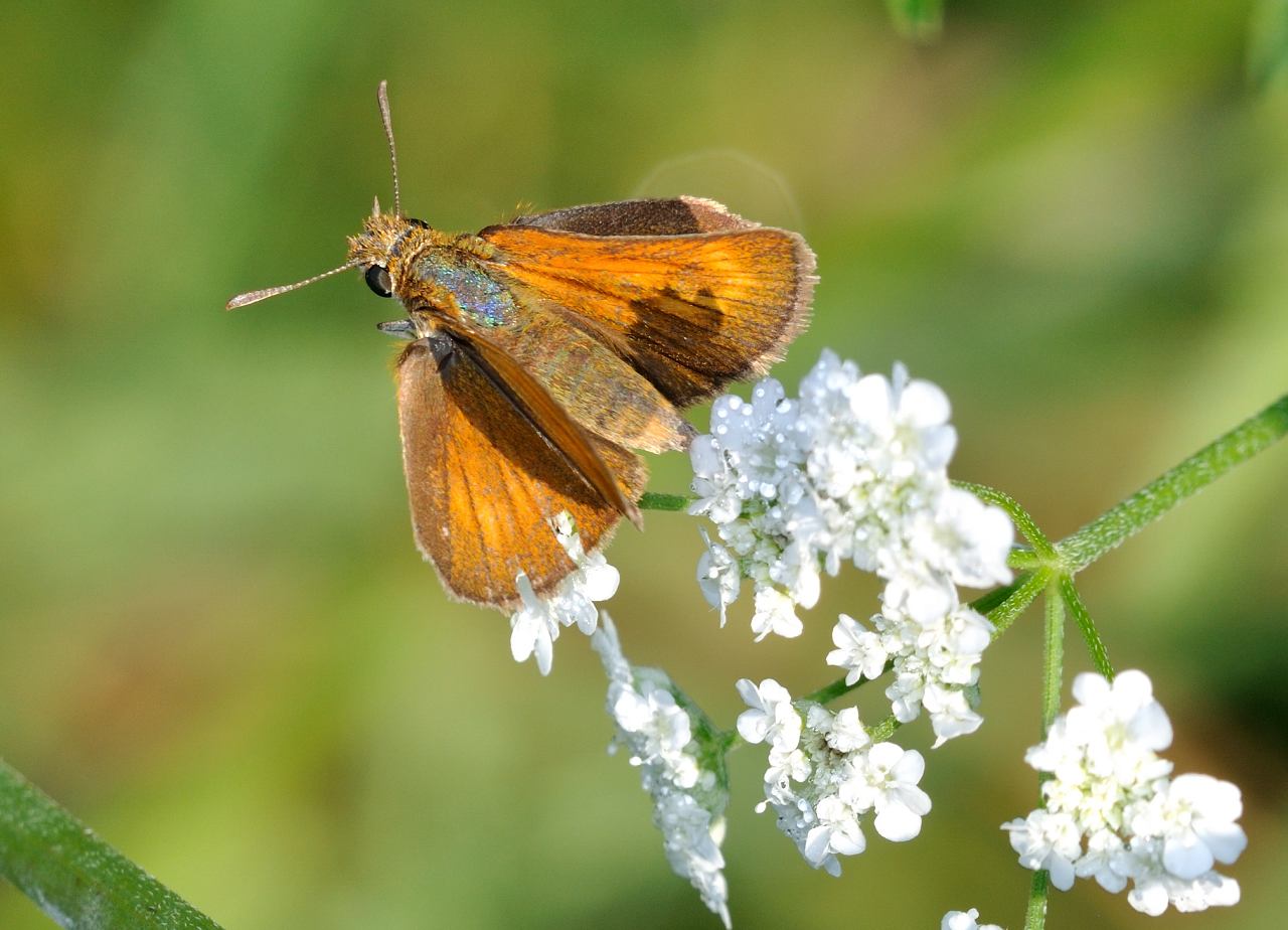 Ochlodes sylvanus ???